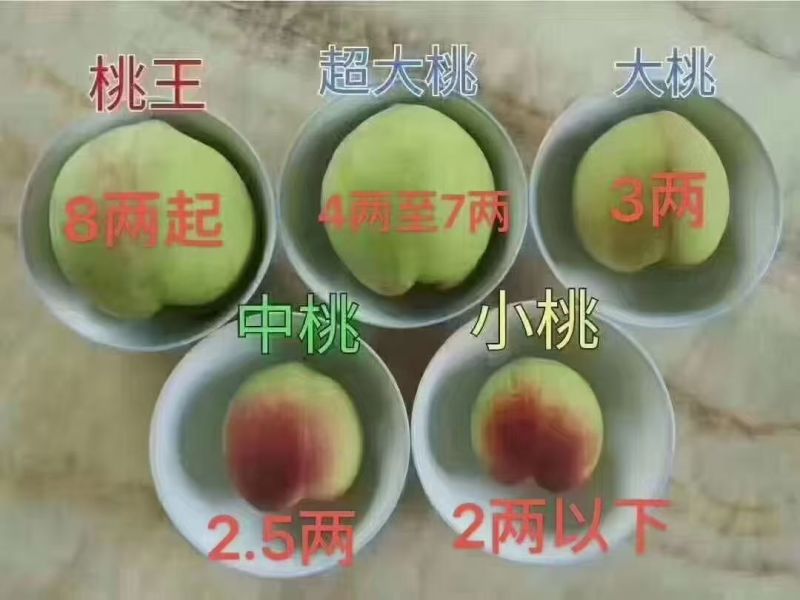 鹰嘴桃