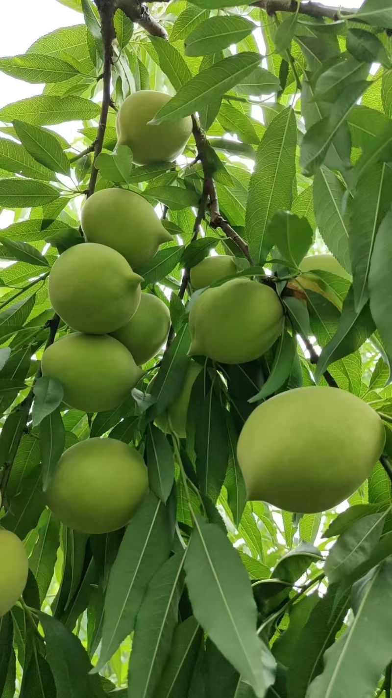 鹰嘴桃
