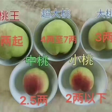 鹰嘴桃