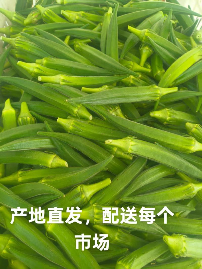 秋葵，优质秋葵，电商货