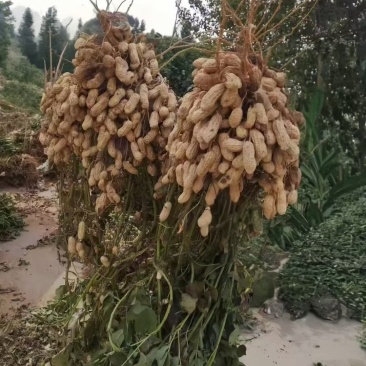 山东鲜花生