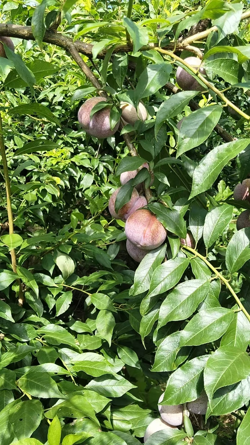 三华李有货批发