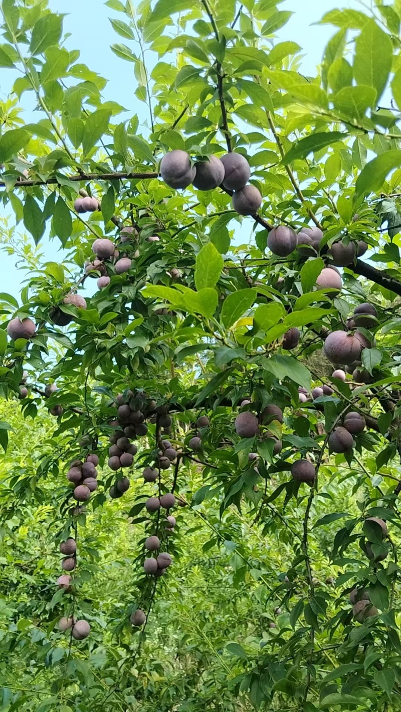 三华李有货批发