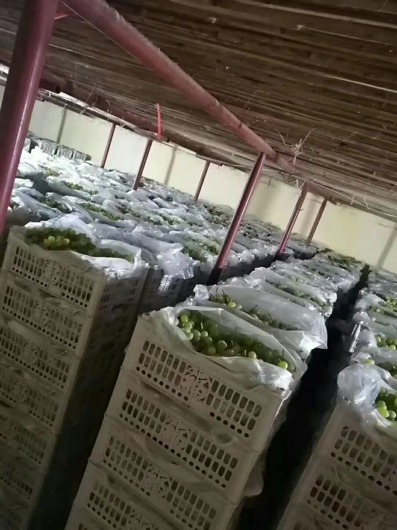 河北维多利亚葡萄青提，品质好糖度高价格低，可视频看货