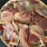 内蒙古精品牛头肉片适合火锅烧烤串串餐饮批发