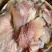 内蒙古精品牛头肉片适合火锅烧烤串串餐饮批发