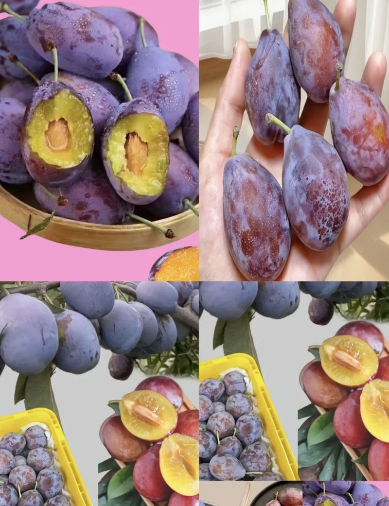 新疆喀什大西莓