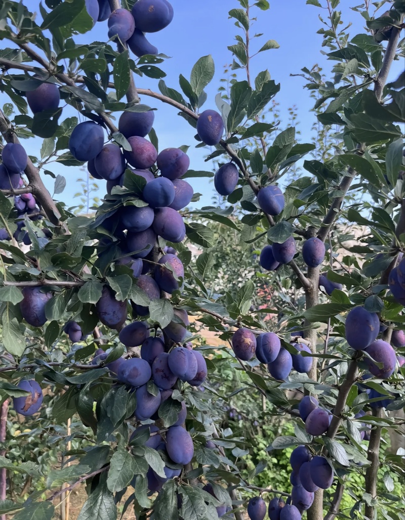 新疆喀什大西莓