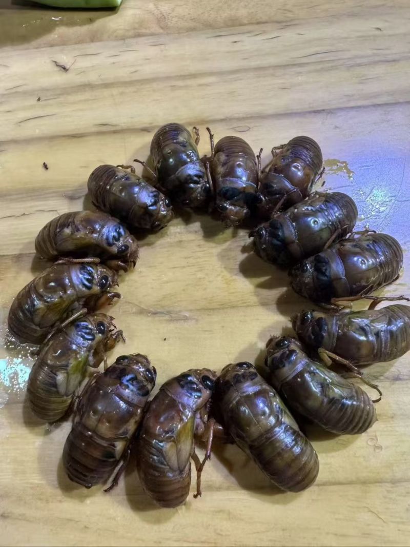 莘县马西林场野生金蝉外表特征，黑眼睛，体质有弹性，肉质紧凑