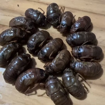 莘县马西林场野生金蝉外表特征，黑眼睛，体质有弹性，肉质紧凑