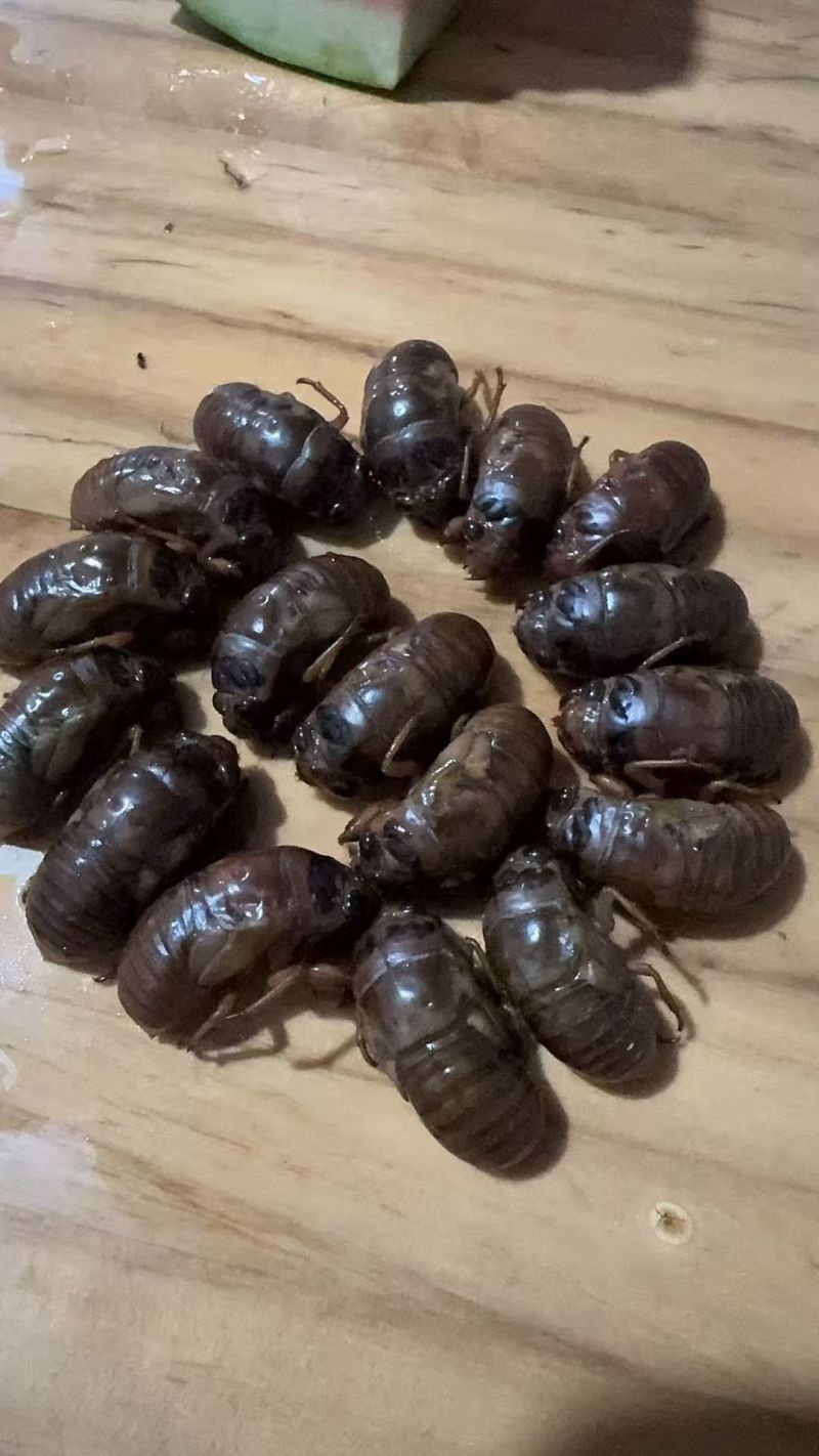 莘县马西林场野生金蝉外表特征，黑眼睛，体质有弹性，肉质紧凑