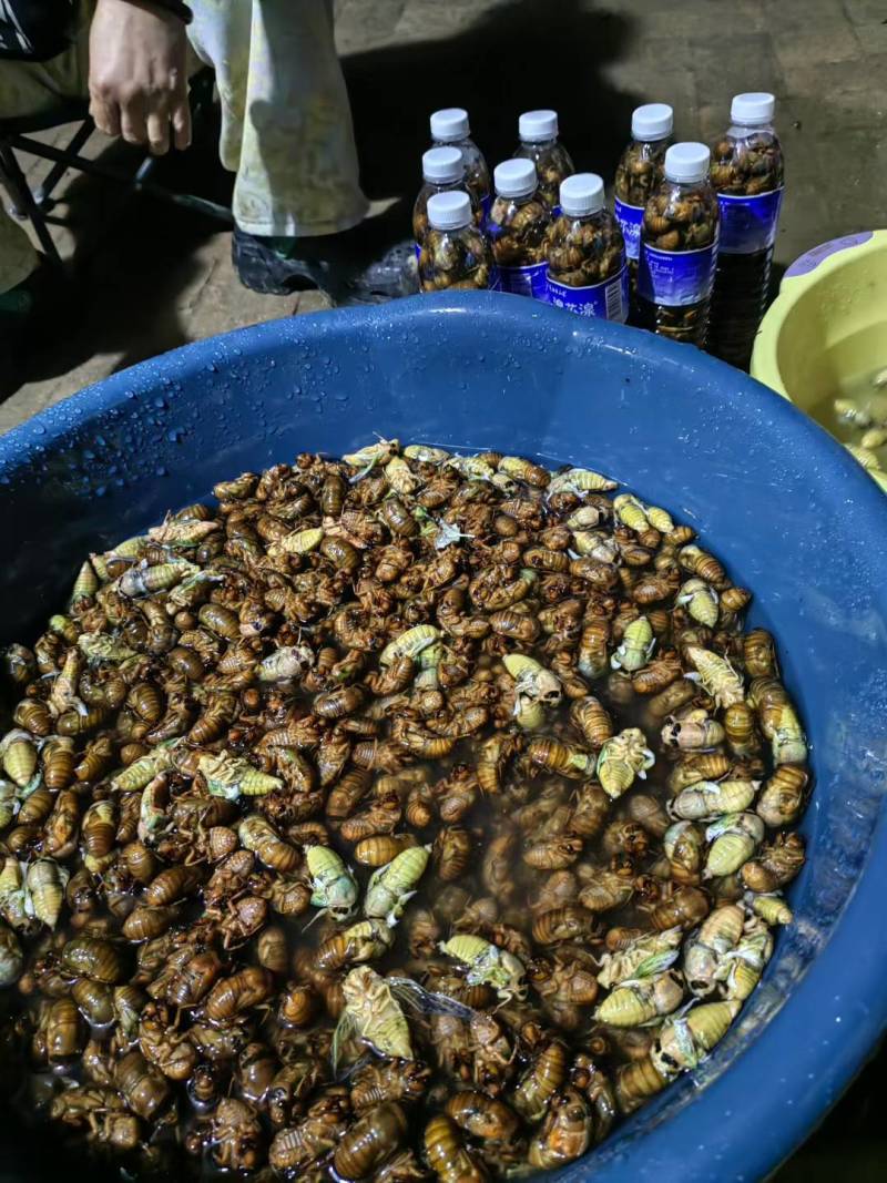 莘县马西林场野生金蝉外表特征，黑眼睛，体质有弹性，肉质紧凑
