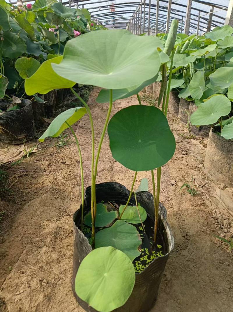 绿化荷花开花荷花水生植物基地直供