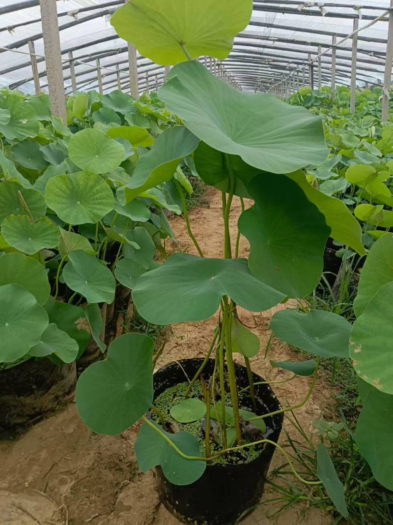 绿化荷花开花荷花水生植物基地直供
