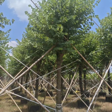 宫粉紫荆绿化苗宫粉紫荆自家基地直供量大优惠