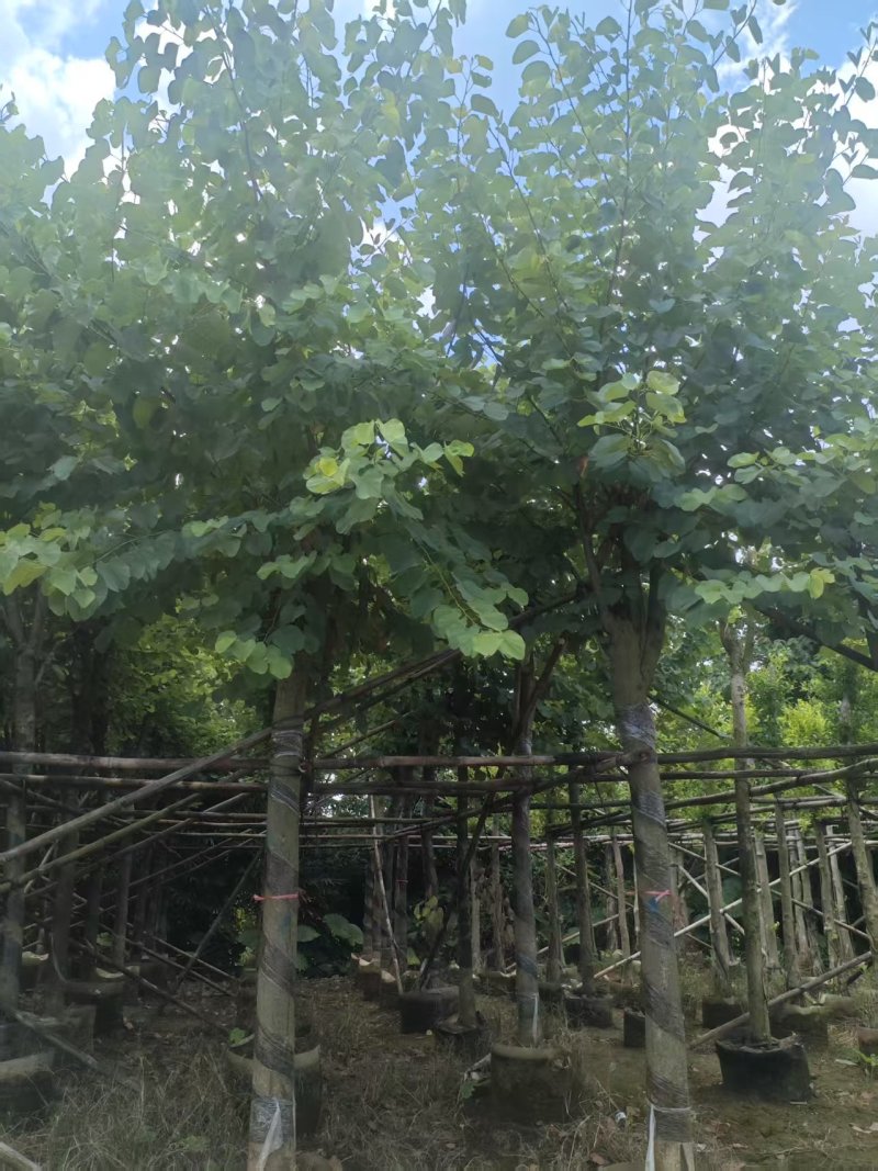 宫粉紫荆绿化苗宫粉紫荆自家基地直供量大优惠