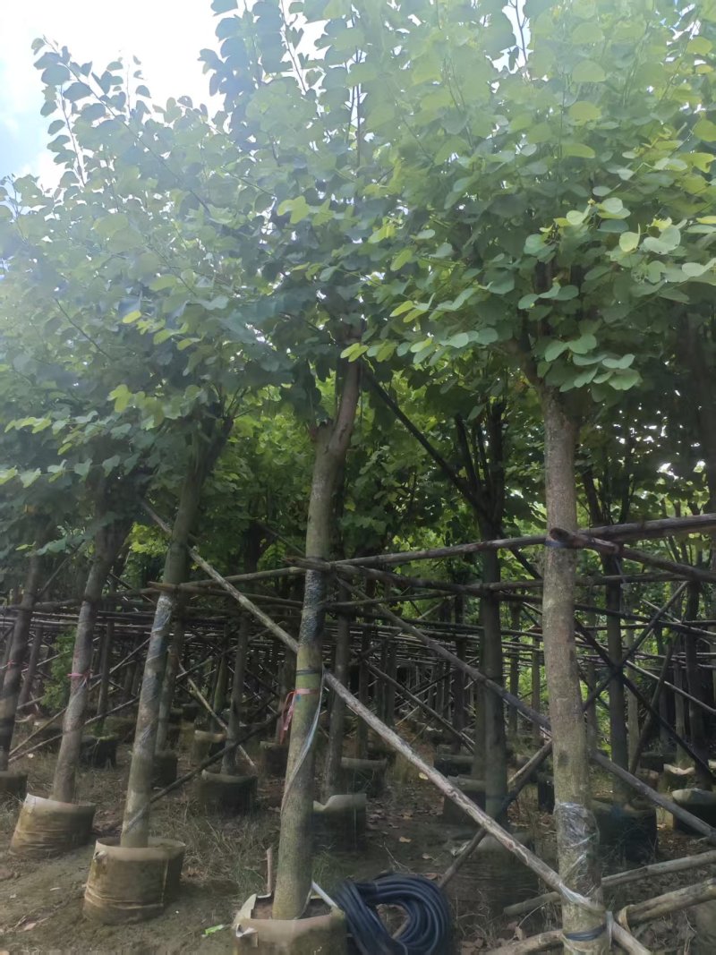 宫粉紫荆绿化苗宫粉紫荆自家基地直供量大优惠