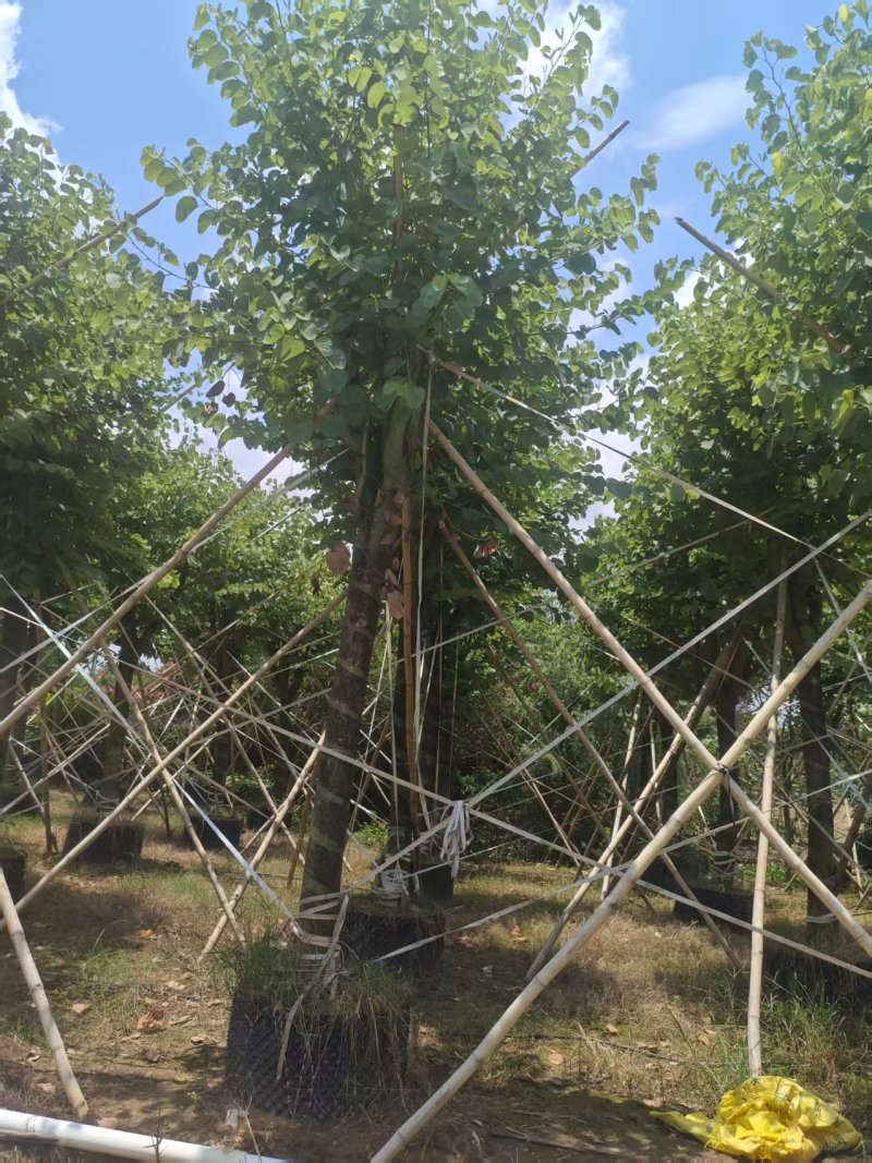 宫粉紫荆绿化苗宫粉紫荆自家基地直供量大优惠
