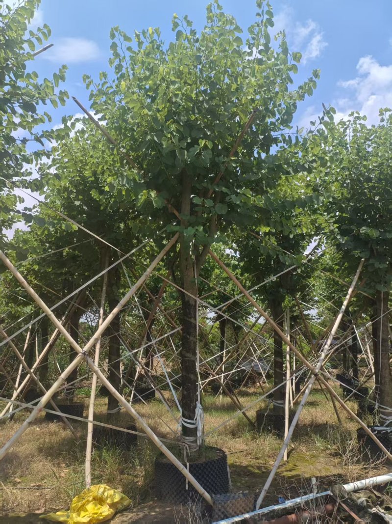 宫粉紫荆绿化苗宫粉紫荆自家基地直供量大优惠