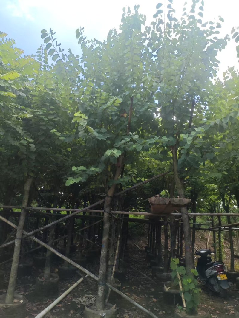 宫粉紫荆绿化苗宫粉紫荆自家基地直供量大优惠