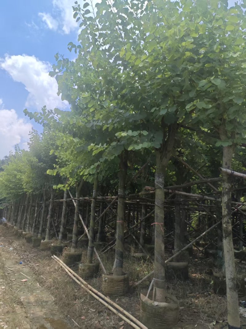 宫粉紫荆绿化苗宫粉紫荆自家基地直供量大优惠