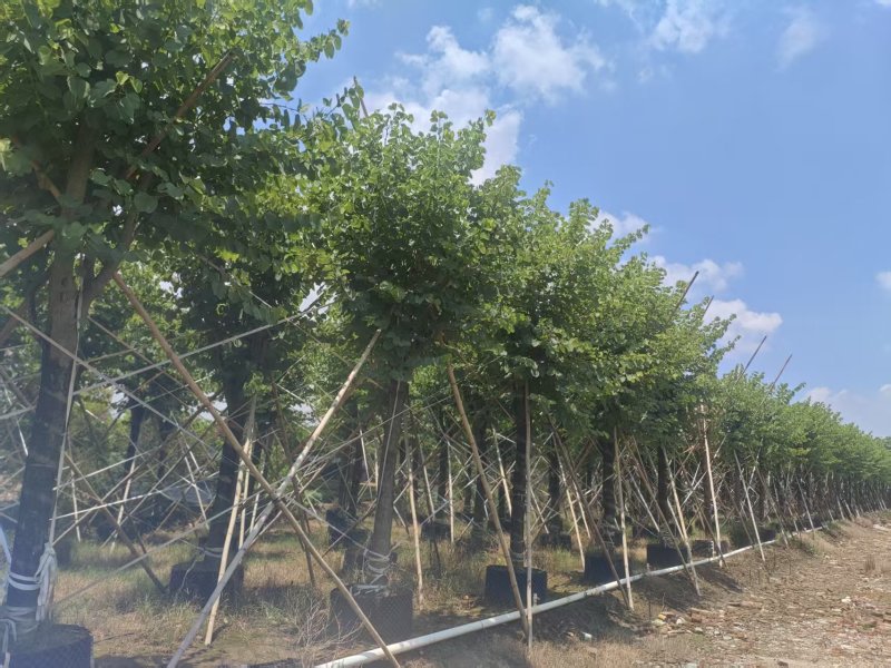 宫粉紫荆绿化苗宫粉紫荆自家基地直供量大优惠