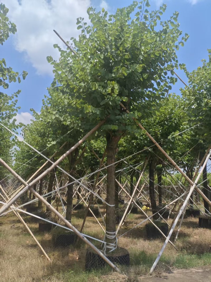 宫粉紫荆绿化苗宫粉紫荆自家基地直供量大优惠