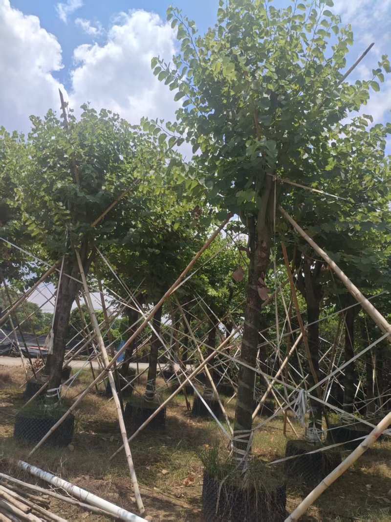 宫粉紫荆绿化苗宫粉紫荆自家基地直供量大优惠