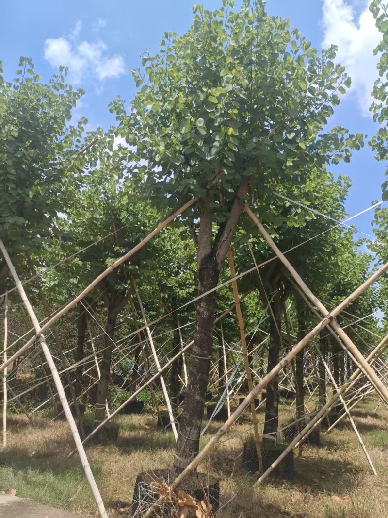 宫粉紫荆绿化苗宫粉紫荆自家基地直供量大优惠