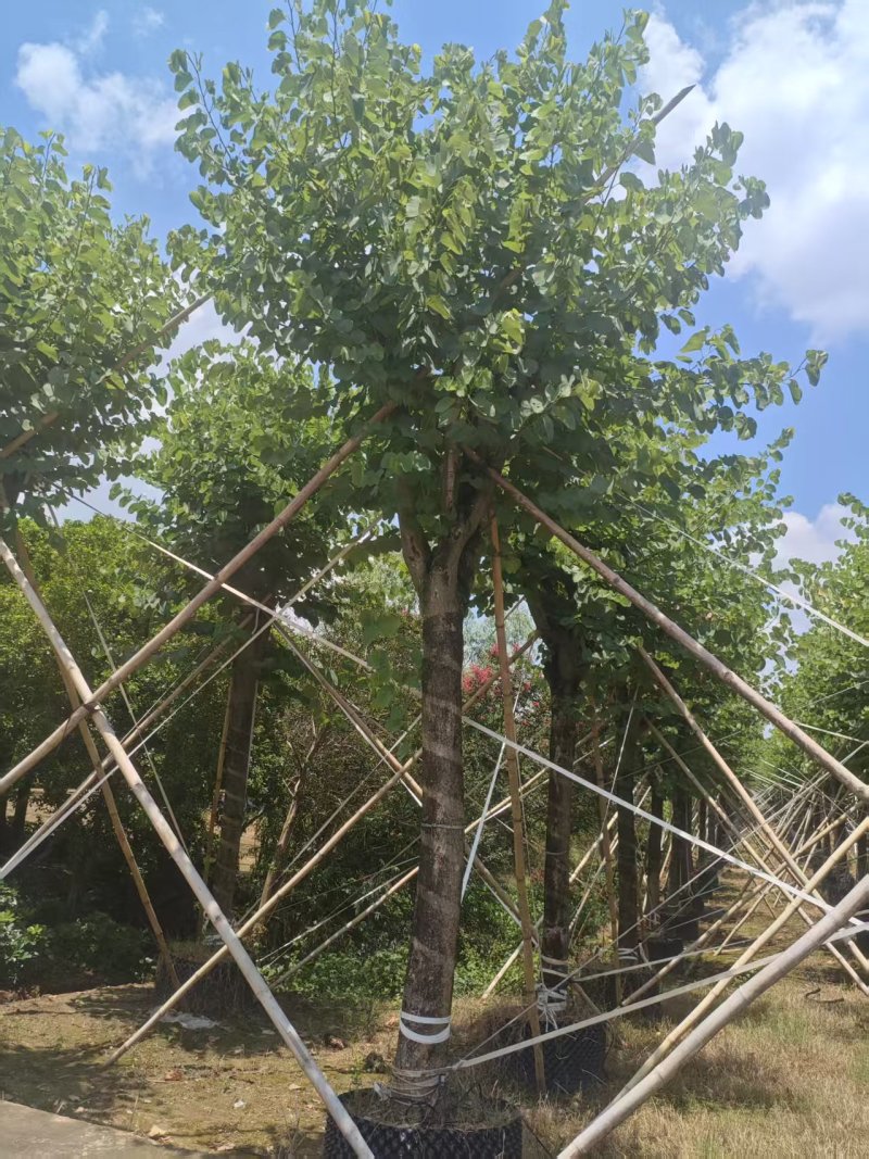宫粉紫荆绿化苗宫粉紫荆自家基地直供量大优惠