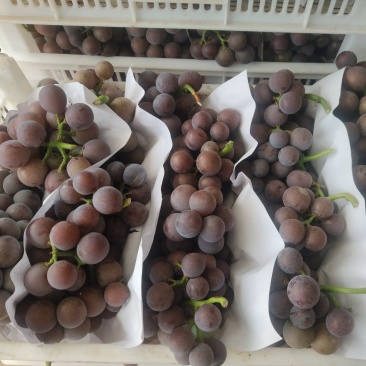 山东临沂平邑藤稔葡萄上市大粒葡萄纯甜无酸葡萄甜葡萄黑紫色
