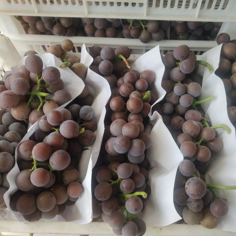 山东临沂平邑藤稔葡萄上市大粒葡萄纯甜无酸葡萄甜葡萄黑紫色