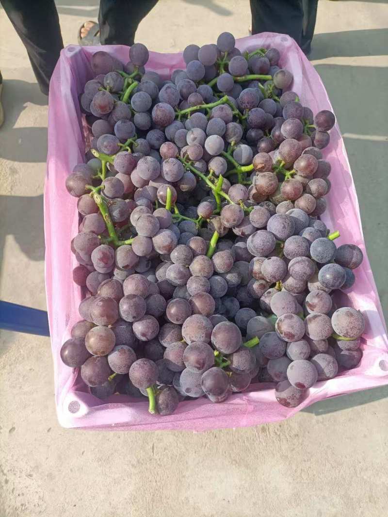 山东临沂平邑藤稔葡萄上市大粒葡萄纯甜无酸葡萄甜葡萄黑紫色