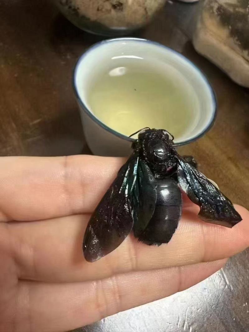 竹蜂，中药材竹蜂，广西竹蜂，喉咙痛泡水煲汤佳品