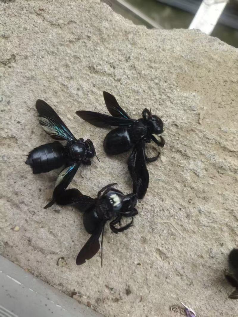 竹蜂，中药材竹蜂，广西竹蜂，喉咙痛泡水煲汤佳品