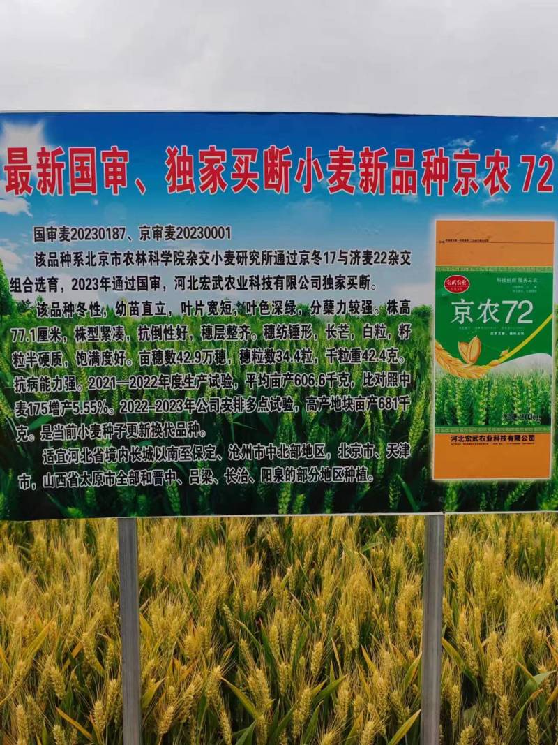 北京农林科学院冬性高产小麦种子京农京麦系列品种