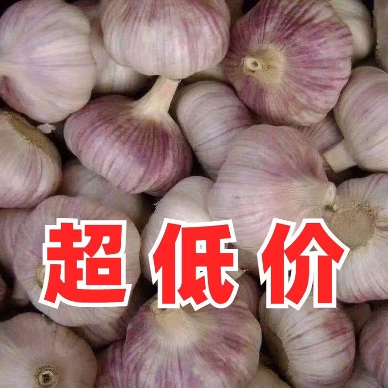 大蒜批发实力商家