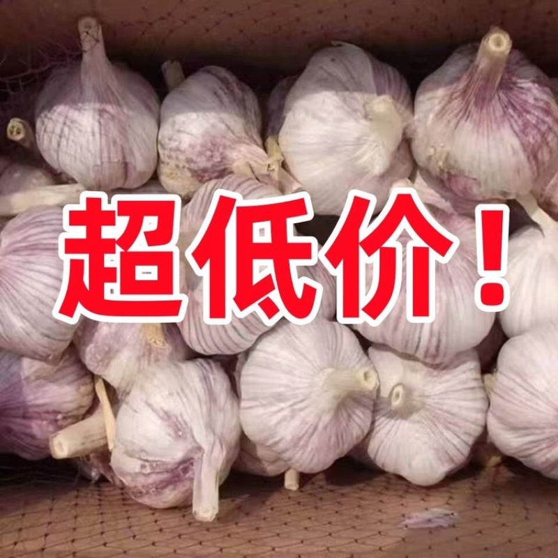 大蒜批发实力商家
