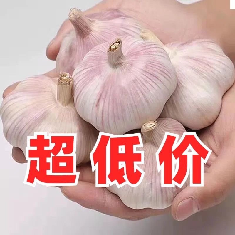 大蒜批发实力商家