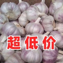 大蒜批发实力商家