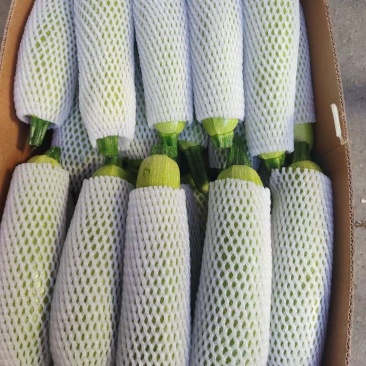 绿皮西葫芦