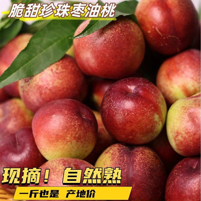 山西运城珍珠枣油桃3号白心红核产地直发量大从优