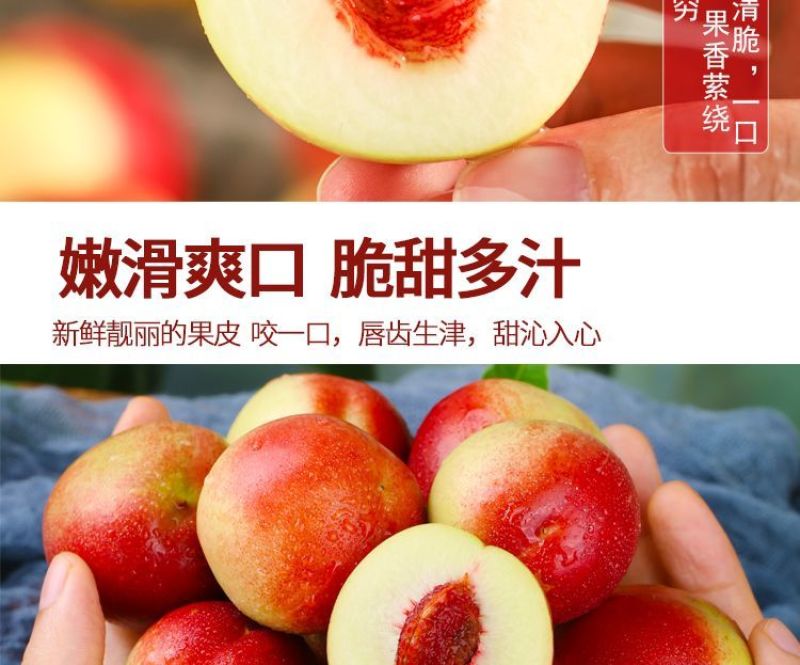 山西运城珍珠枣油桃3号白心红核产地直发量大从优