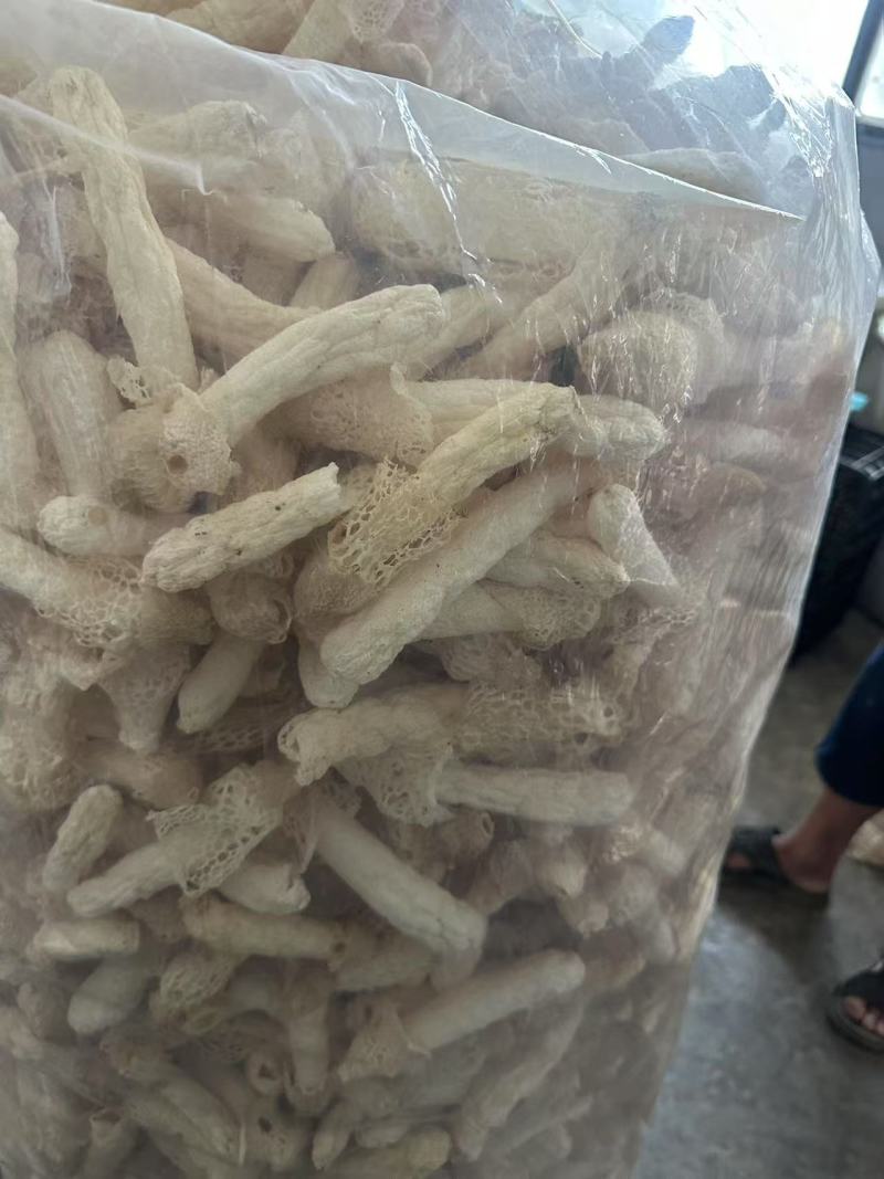 贵州红托竹荪自己种植有二十多亩产地直发