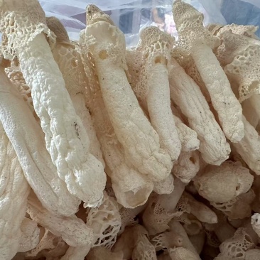 贵州红托竹荪自己种植有二十多亩产地直发