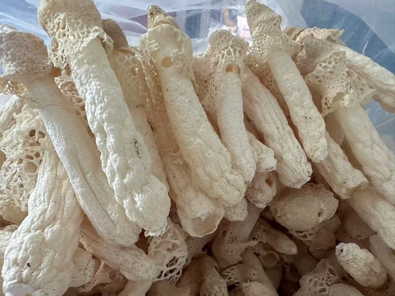 贵州红托竹荪自己种植有二十多亩产地直发