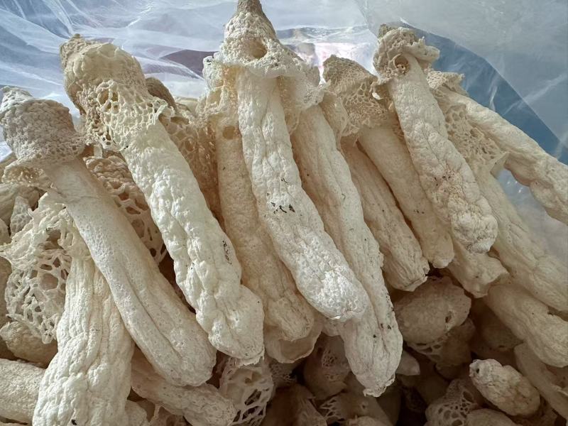 贵州红托竹荪自己种植有二十多亩产地直发