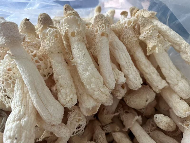 贵州红托竹荪自己种植有二十多亩产地直发