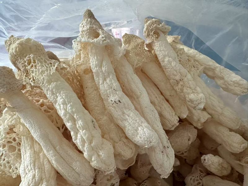 贵州红托竹荪自己种植有二十多亩产地直发