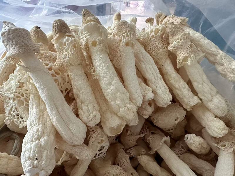 贵州红托竹荪自己种植有二十多亩产地直发